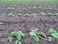 Leon Vissers Vissers aardbeiplanten BV America (11)